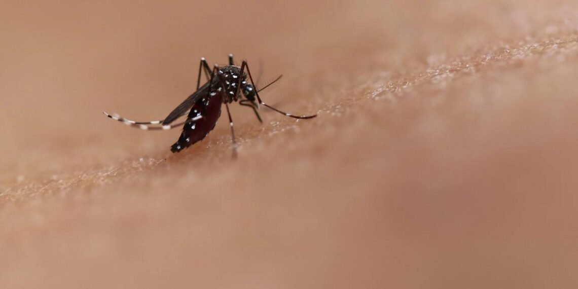 Saúde anuncia 80 municípios prioritários para ações contra dengue