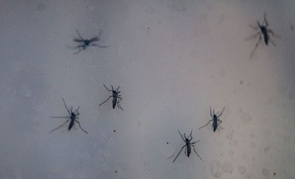 Quase 90% dos hospitais registraram aumento de internações por dengue em SP