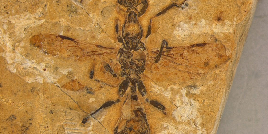 Fóssil de vespa pré-histórica preservado em âmbar, revelando detalhes das asas e corpo em superfície arenosa.