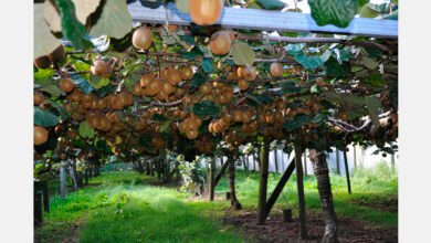 U.S. investor enters NZ kiwifruit sector with Bay of Plenty orchard