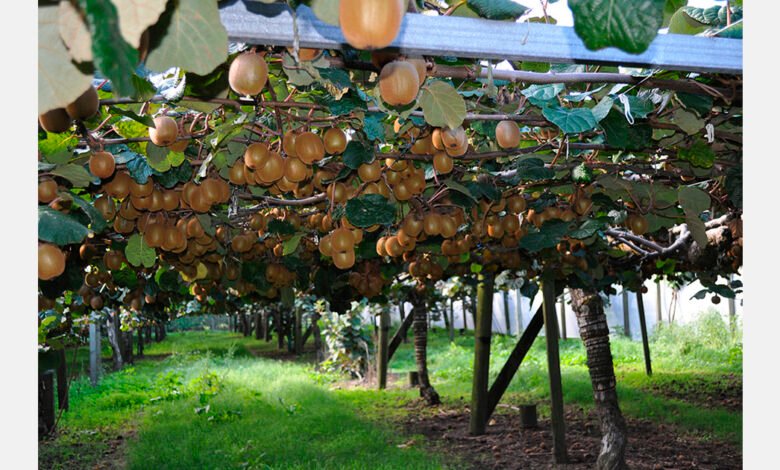 U.S. investor enters NZ kiwifruit sector with Bay of Plenty orchard