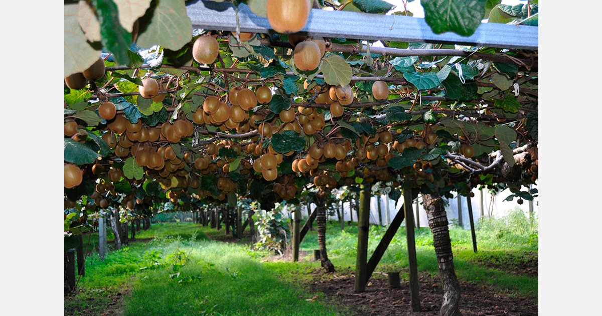 U.S. investor enters NZ kiwifruit sector with Bay of Plenty orchard