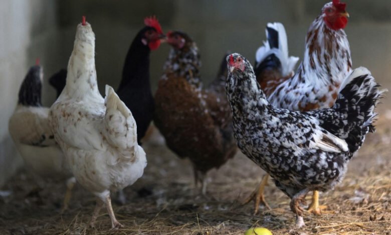 Sem alívio nos EUA, a MBRF nasce dependente do ciclo do frango