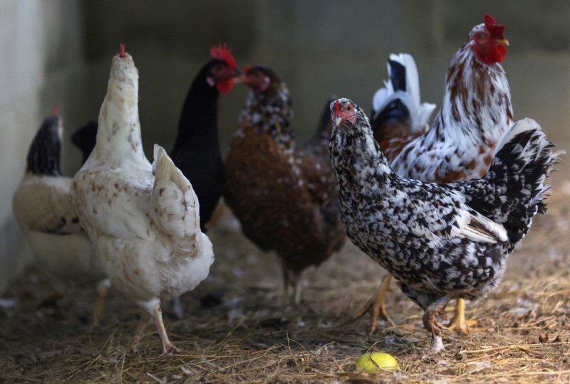 Sem alívio nos EUA, a MBRF nasce dependente do ciclo do frango