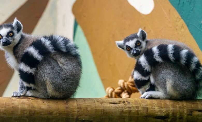 Espécie que inspirou o Rei Julien de ‘Madagascar’ chega ao Zoológico de São Paulo
