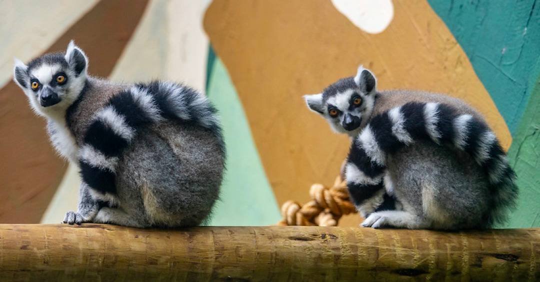 Espécie que inspirou o Rei Julien de ‘Madagascar’ chega ao Zoológico de São Paulo