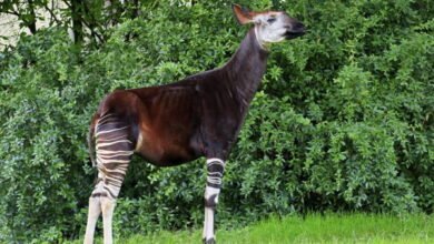 Antwerp Zoo explores new protection zone for okapis in Congo
