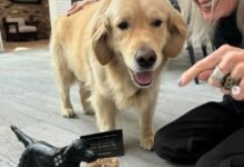 Diane Keaton deixa herança para pet. É possível fazer isso no Brasil?