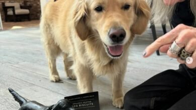 Diane Keaton deixa herança para pet. É possível fazer isso no Brasil?