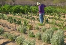 CMN simplifica crédito rural a populações tradicionais e extrativistas