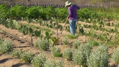 CMN simplifica crédito rural a populações tradicionais e extrativistas