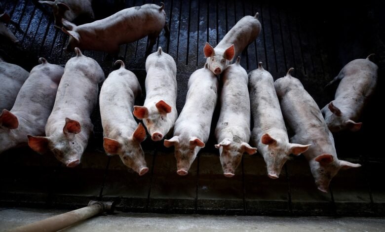 Exportação de carne suína do Brasil tem 2º maior volume mensal da história, diz ABPA