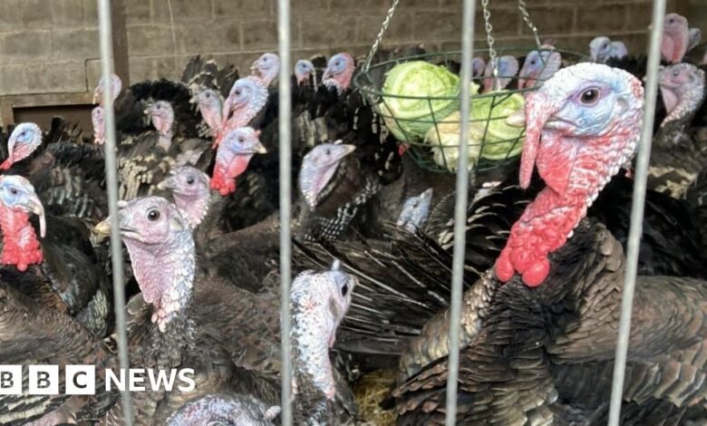 Seaham turkey farmers fear bird flu could destroy business