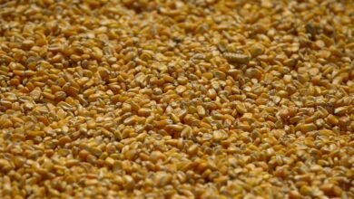 China reduz estimativa de importação de milho e eleva previsão para safra 25/26