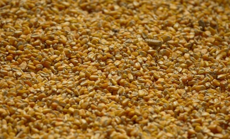 China reduz estimativa de importação de milho e eleva previsão para safra 25/26