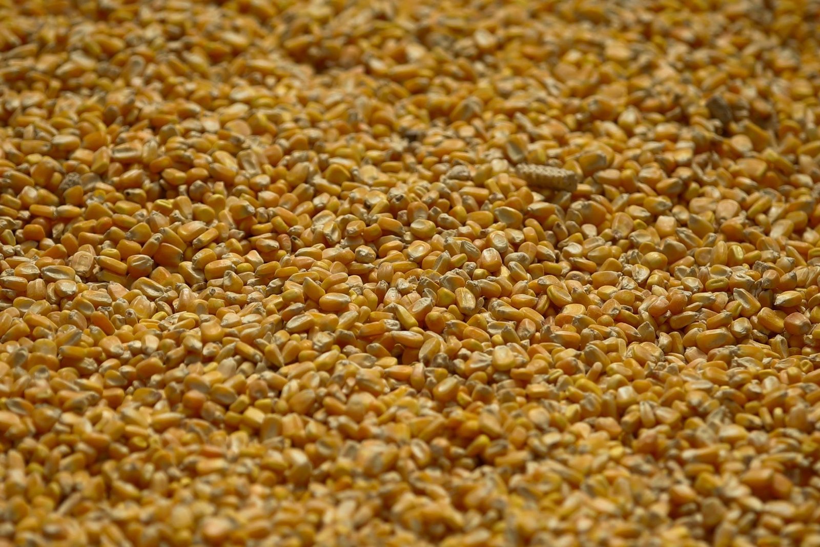 China reduz estimativa de importação de milho e eleva previsão para safra 25/26