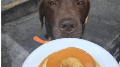 de quem é a responsabilidade civil?