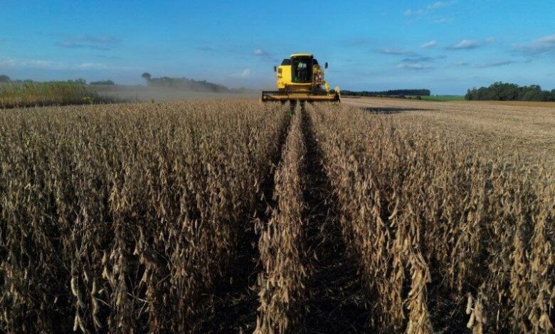 Desmatamento no Cerrado afetou potencial de produção de soja, aponta estudo