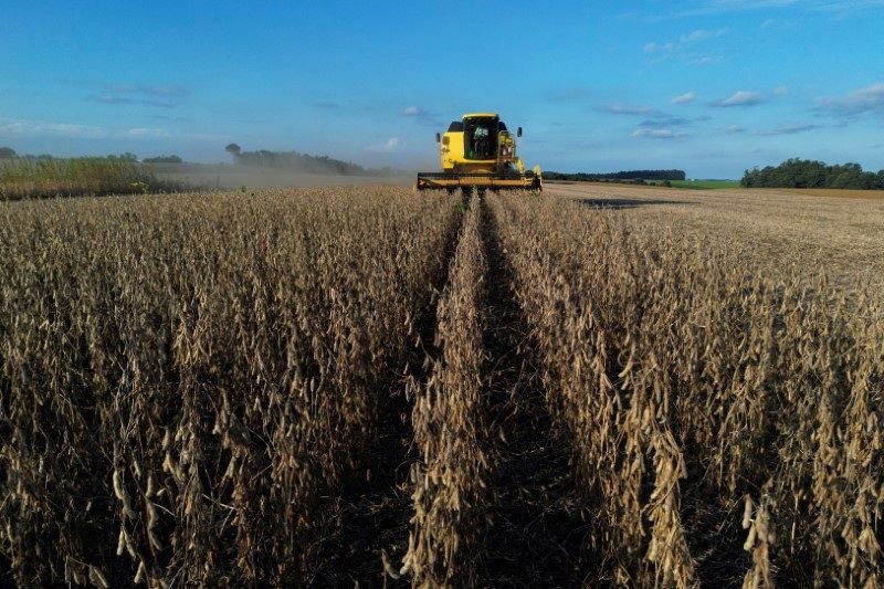 Desmatamento no Cerrado afetou potencial de produção de soja, aponta estudo
