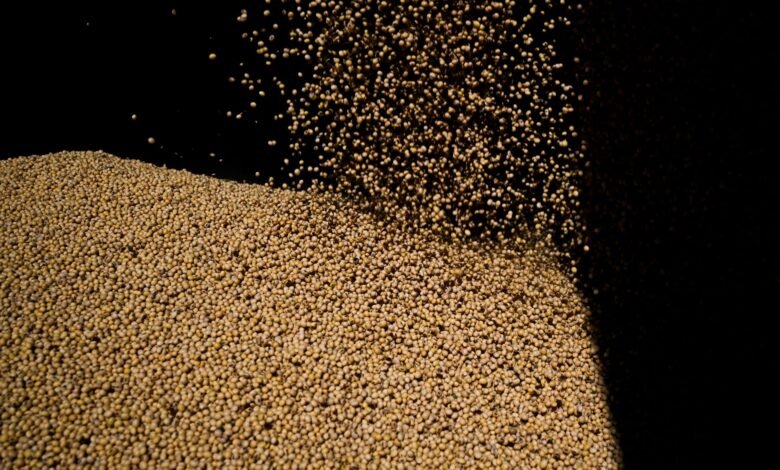 Safra de soja do Brasil saltaria 61,5% com avanço em parte das pastagens, diz estudo