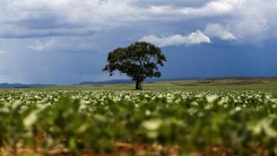 Plantio de soja 2025/2026 do Brasil atinge 47% da área, calcula AgRural